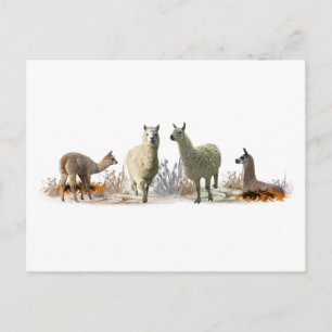Carte postale de la prairie des lamas