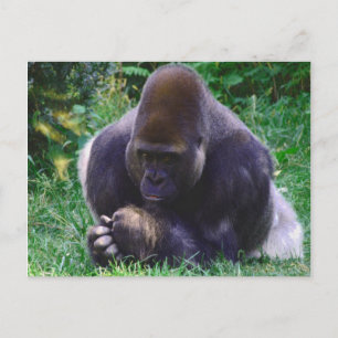 Carte postale de la prière Gorilla