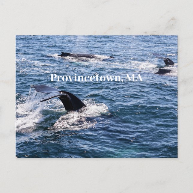 Carte postale de la queue de baleine à bosse (Devant)