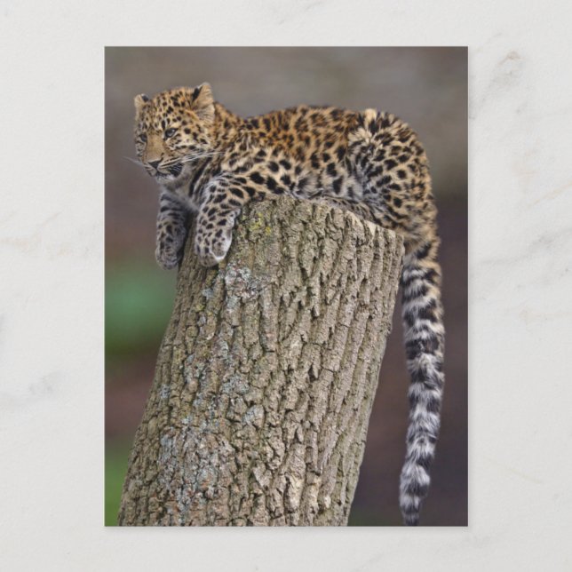 Carte postale de la queue de léopard (Devant)