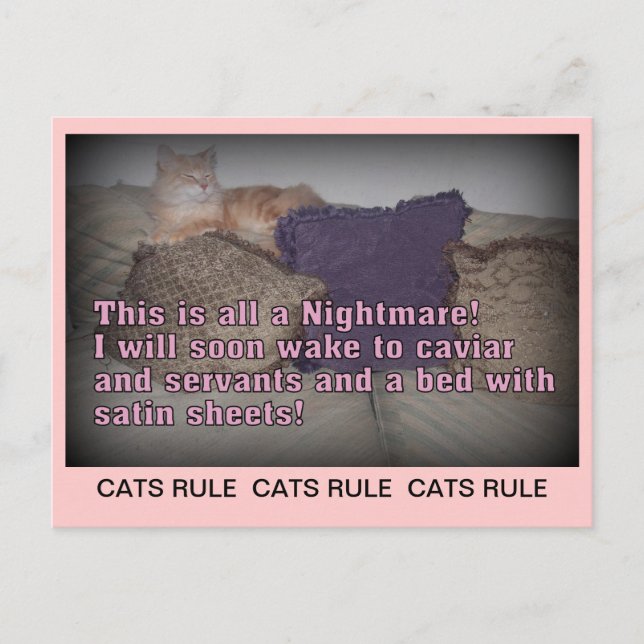 Carte postale de la règle des chats (Devant)
