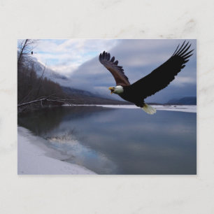 Carte postale de la réserve d'aigles Chilkat