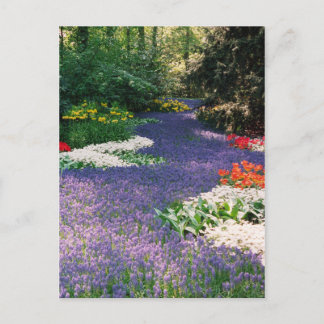 Carte postale de la rivière Grape Hyacinth