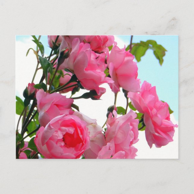 Carte postale "de la roseraie de Monet" (Devant)