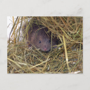 Carte postale de la souris de campagne.