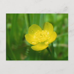Carte postale de la tasse à beurre des Appalaches