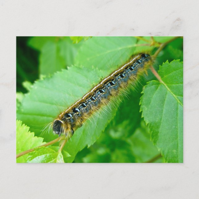 Carte postale de la Tente Est Caterpillar (Devant)