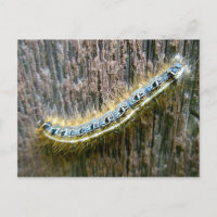Carte postale de la Tente Est Caterpillar