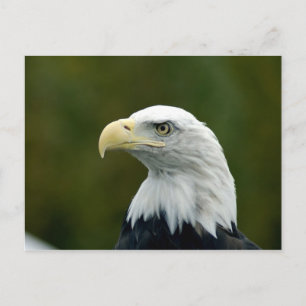 Carte postale de la tête d'aigle royal