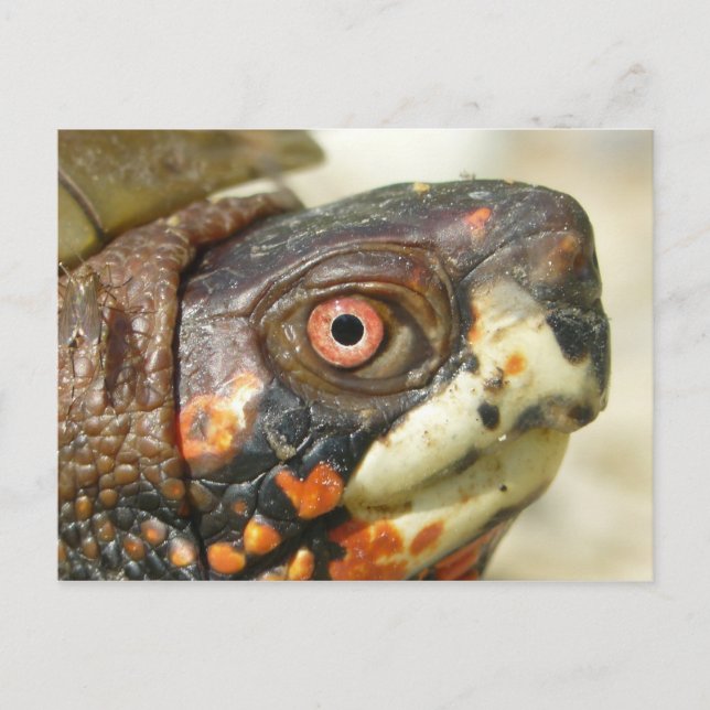 Carte postale de la tortue-boîte. (Devant)