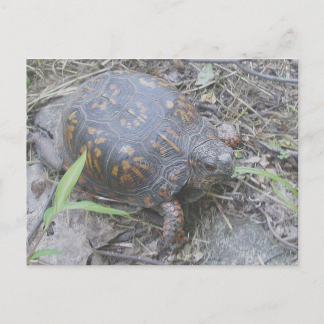 Carte postale de la tortue de boîte orientale #1 (Devant)