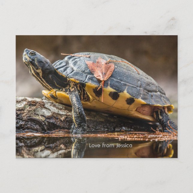 Carte postale de la tortue de Cooter (Devant)