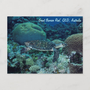 Carte postale de la tortue de mer