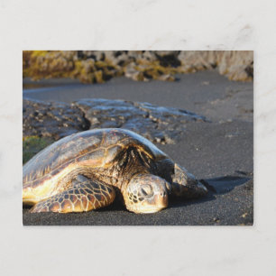 Carte postale de la tortue de mer