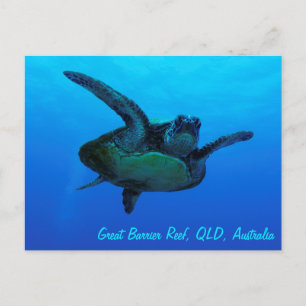 Carte postale de la tortue imbriquée