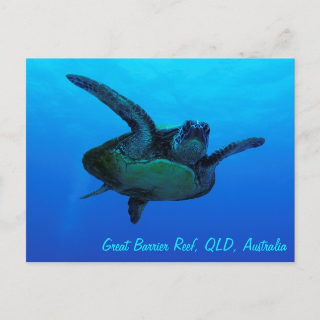 Carte postale de la tortue imbriquée (Devant)
