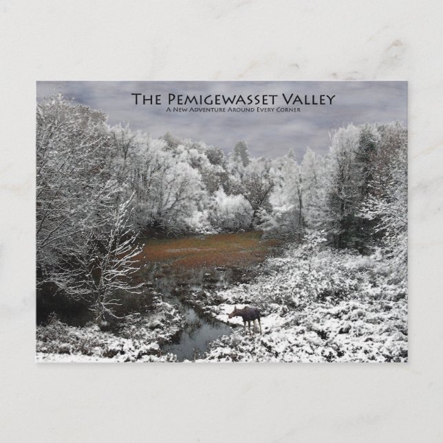 Carte postale de la Vallée de Pemigewasset : Moose (Devant)