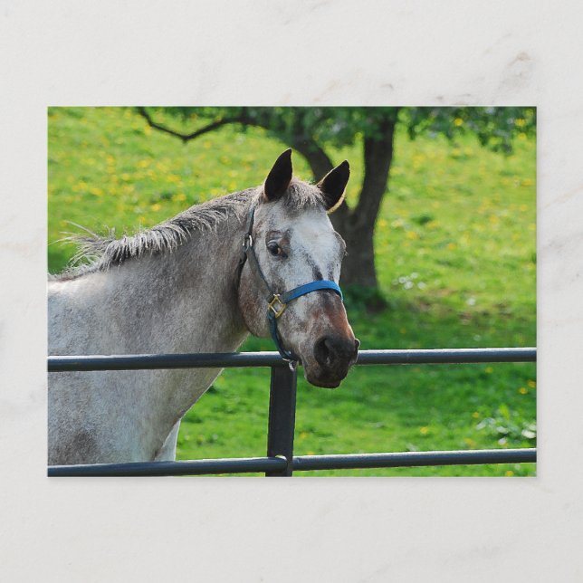 Carte postale de la vieille jument grise (Devant)