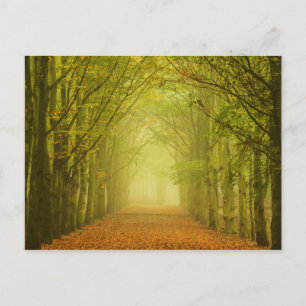 Carte postale de la voie forestière