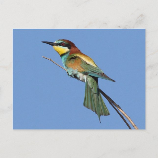 Carte postale de l'abeille (Devant)