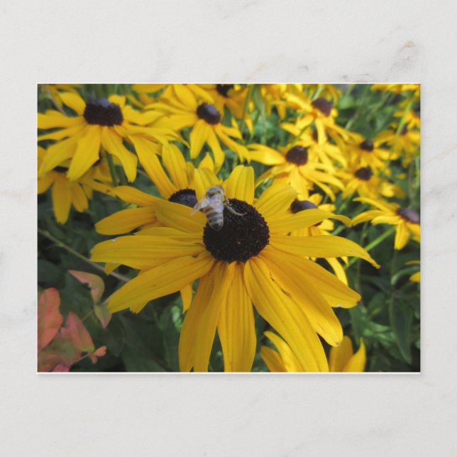 Carte postale de l'abeille du travailleur (Devant)