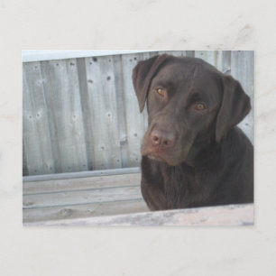 Carte postale de labrador chocolat mignon