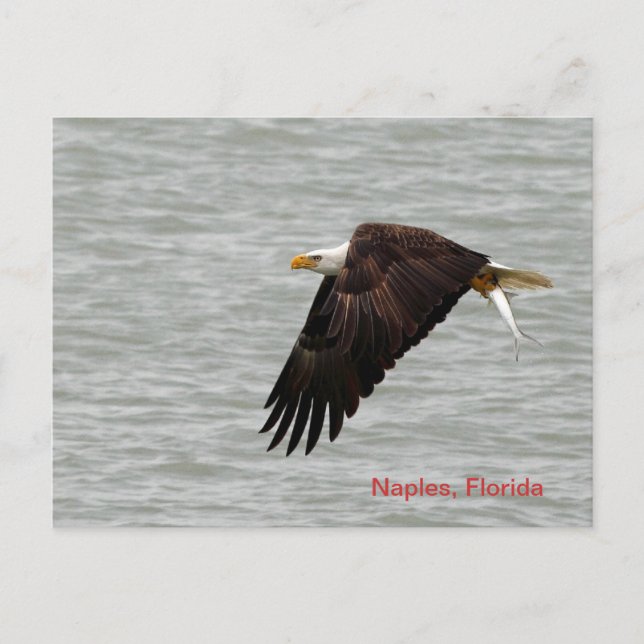Carte postale de l'aigle à tête blanche (Devant)