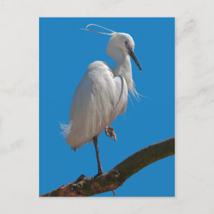 Carte postale de l'Aigrette garzette