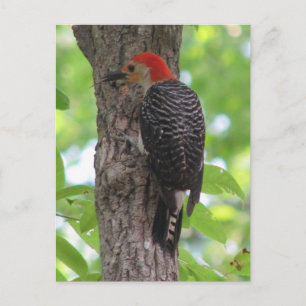 Carte postale de langue à ventre rouge