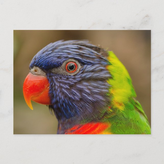carte postale de l'animal perroquet (Devant)