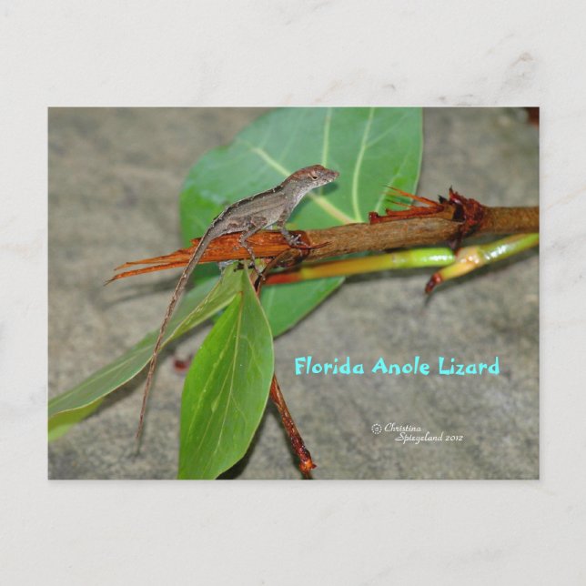Carte postale de l'anole de Floride (Devant)
