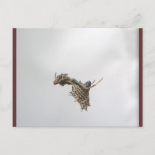 Carte postale de l'araignée Micrathena Orb Weaver