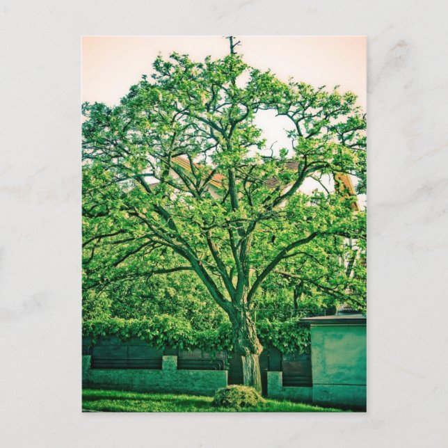 Carte postale de l'arbre (Devant)