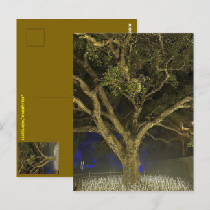 Carte postale de l'Arbre de Lumière