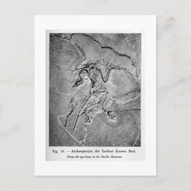 Carte postale de l'art Archaeopteryx (Devant)