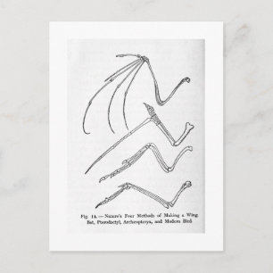 Carte postale de l'art des quatre ailes de la natu