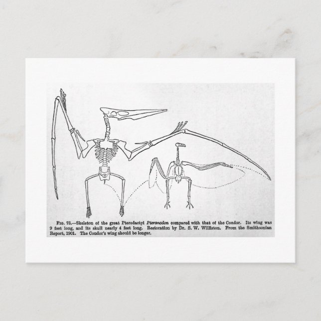 Carte postale de l'art squelette Pteranodon (Devant)