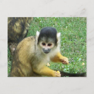 Carte postale de l'écureuil
