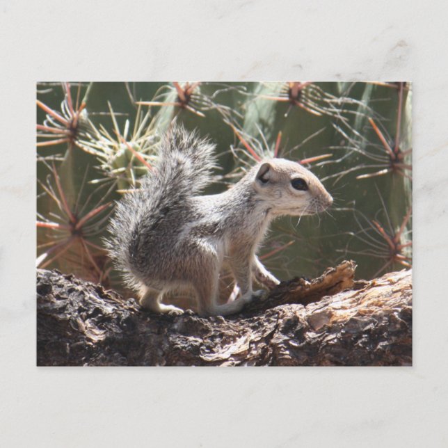 Carte postale de l'écureuil d'Antelope pour bébé (Devant)