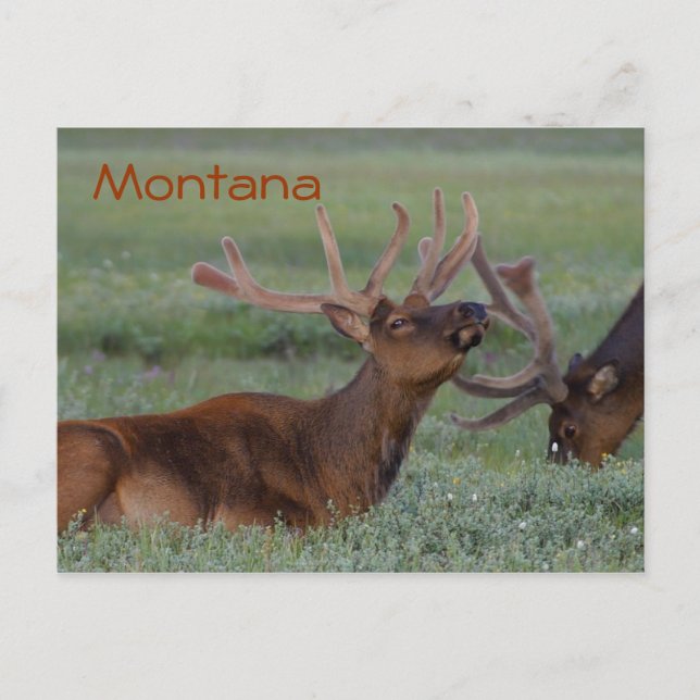 Carte postale de l'élan du Montana (Devant)