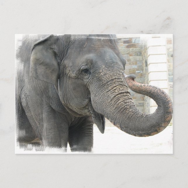 Carte postale de l'éléphant barrissant (Devant)