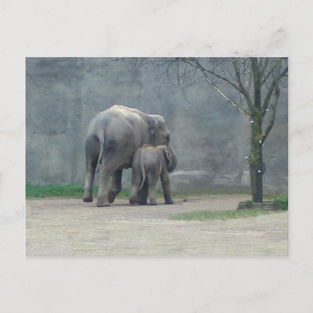 Carte postale de l'éléphant d'amour de la mère (Devant)