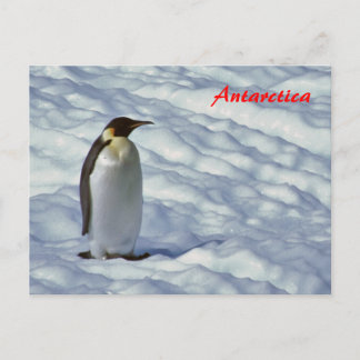 Carte postale de l'empereur Penguin Antarctique