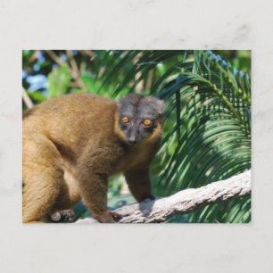 Carte postale de lémuriens collés