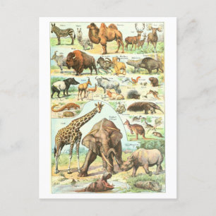 Carte postale de l'Encyclopédie animale vintage