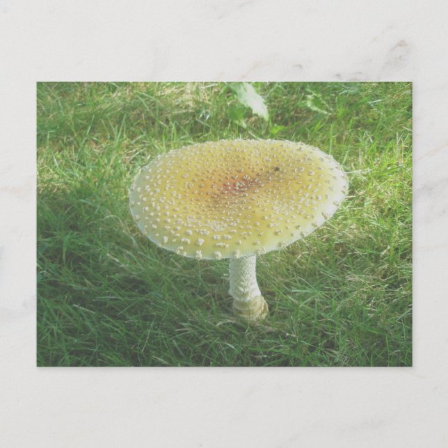 Carte postale de l'énorme champignon jaune (Devant)
