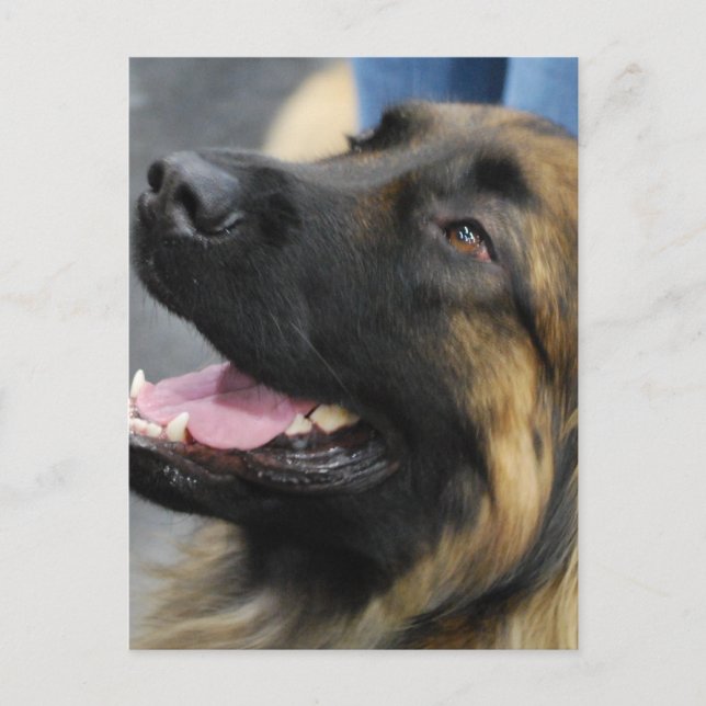 Carte postale de Leonberger (Devant)