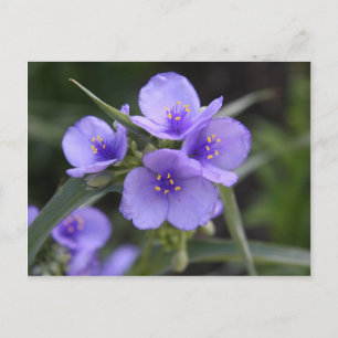 Carte postale de l'épilobe à feuilles de Tradescan