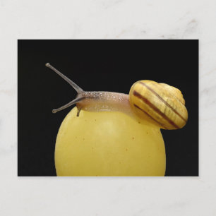 Carte postale de l'escargot