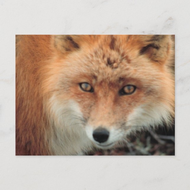 Carte postale de l'espèce Fox (Devant)